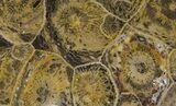 Polished Fossil Coral (Actinocyathus) - Morocco #100571-1